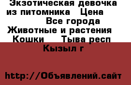 Экзотическая девочка из питомника › Цена ­ 25 000 - Все города Животные и растения » Кошки   . Тыва респ.,Кызыл г.